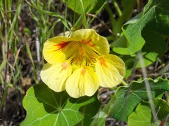 Tropaeolum majus