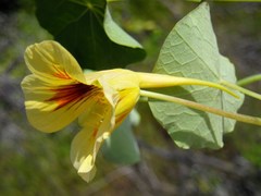 Tropaeolum majus