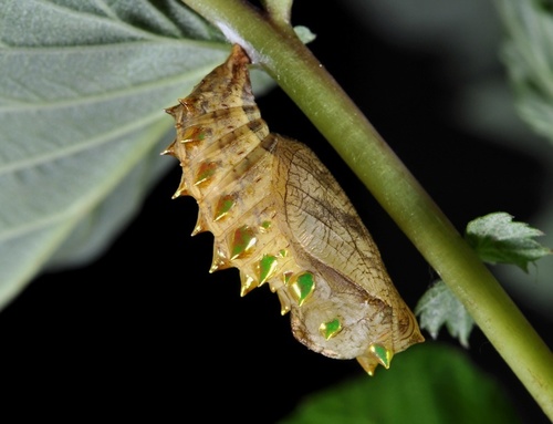Lesser Marbled Fritillary