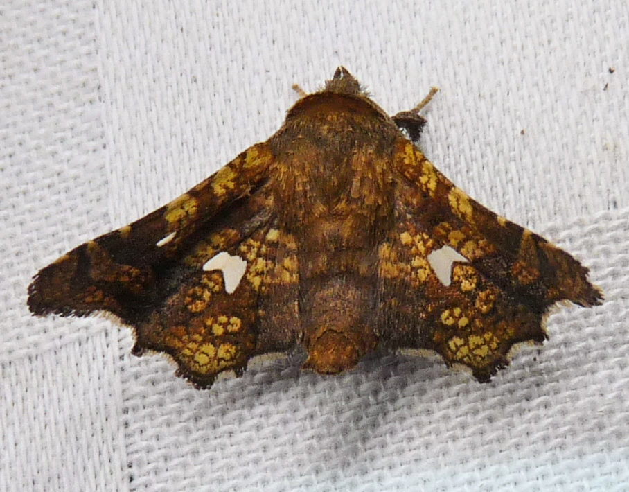 Eyed Dysodia Moth