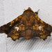 Eyed Dysodia Moth - Photo (c) Diane P. Brooks, some rights reserved (CC BY-NC-SA), uploaded by Diane P. Brooks