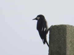 Melanerpes formicivorus