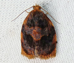 Archips infumatana