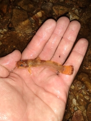 Black River Madtom photo 2