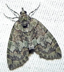 Hydriomena renunciata