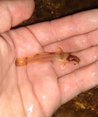 Black River Madtom photo 4