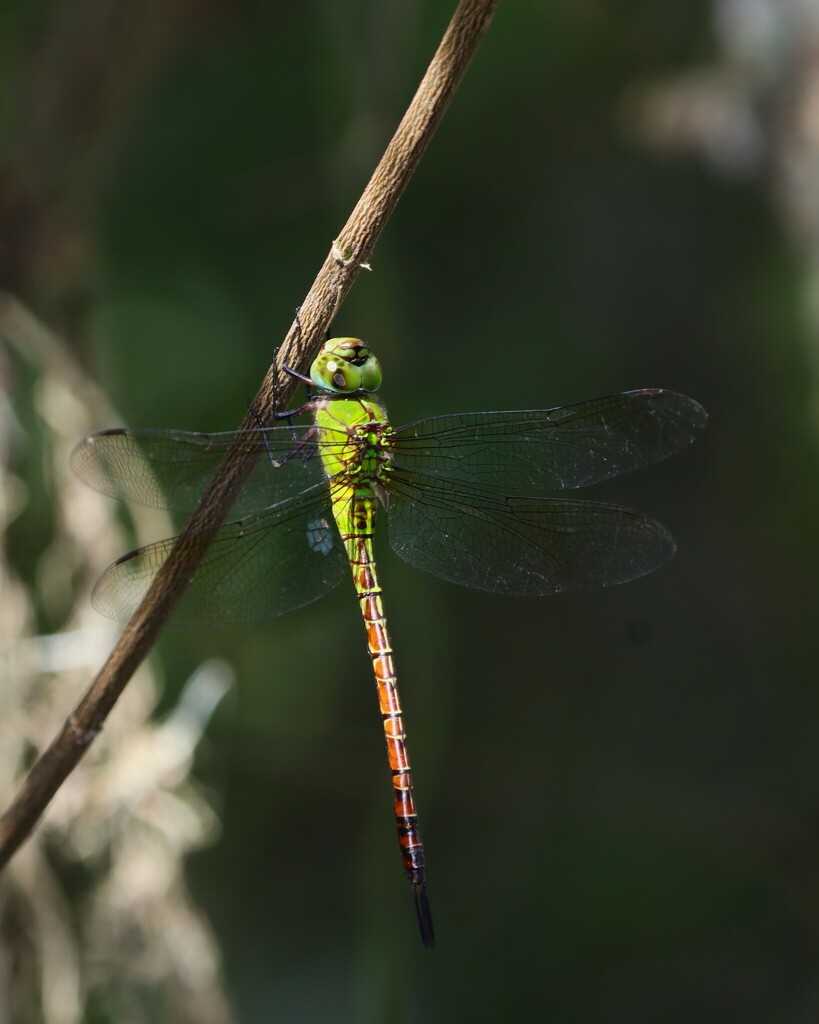 Blue-faced Darner from Brownsville, TX, USA on July 24, 2023 at 10:28 ...