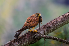 Falco tinnunculus canariensis