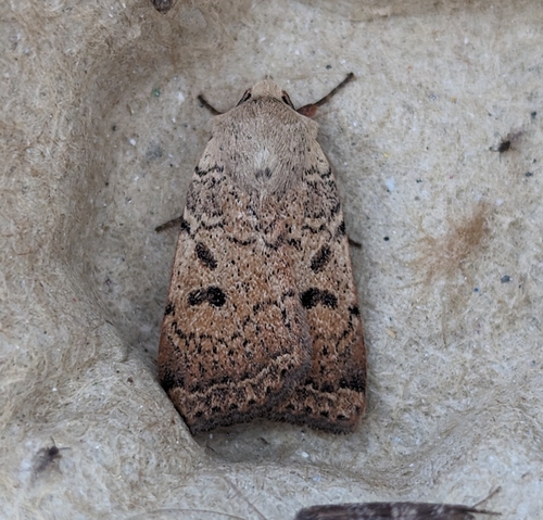 Luteous Dart and Allies photo 2