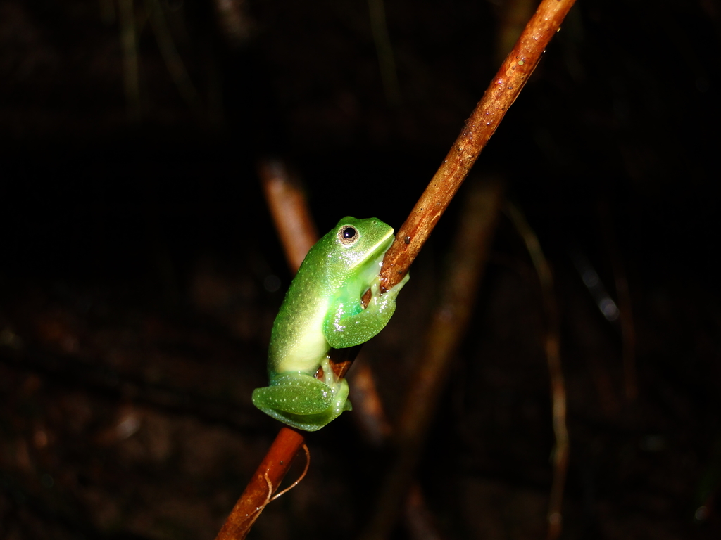 Condor Glass Frog