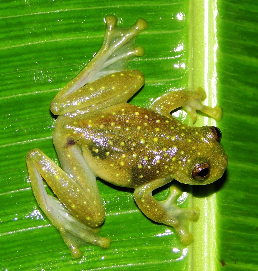 Mcdiarmid's Glassfrog