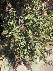 Lagerstroemia indica