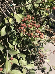 Lagerstroemia indica