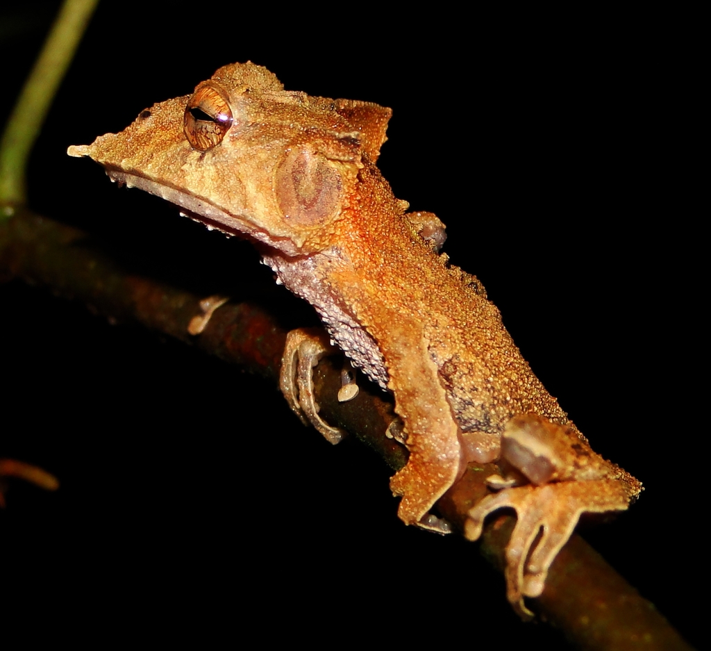 Ecuador Horned Treefrog