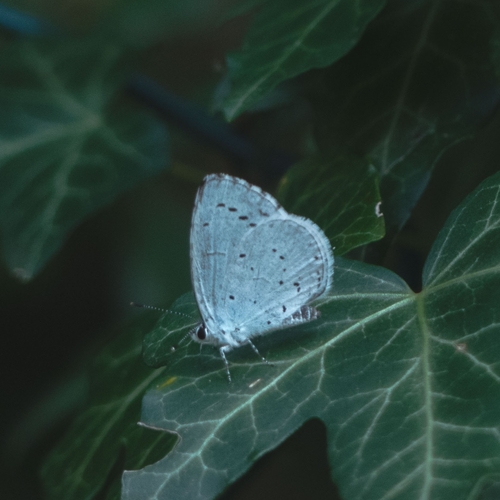 Holly blue