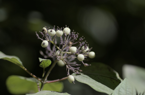 Western Dogwood (Cornus occidentalis)