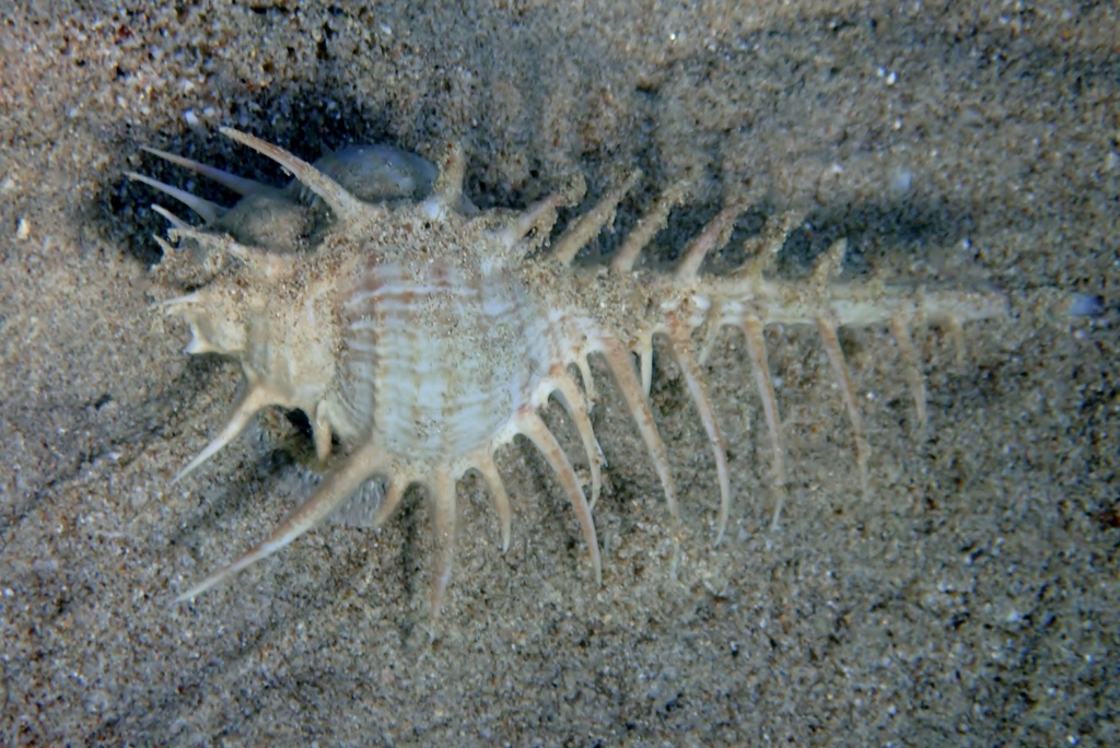 Murex echinodes