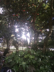 Calliandra trinervia