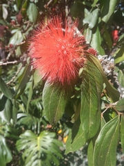 Calliandra trinervia