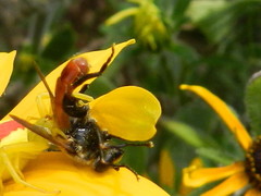 Polydontomyia curvipes