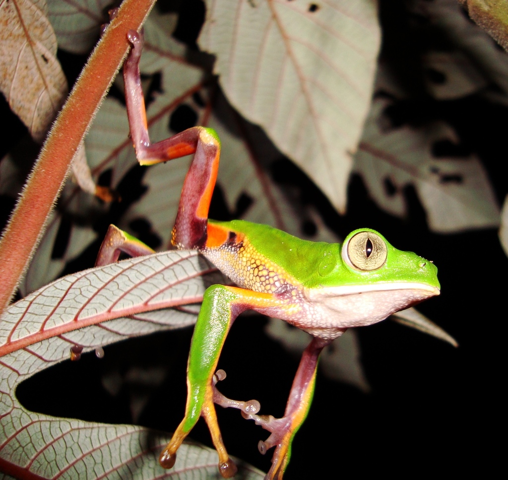 Agua Rica Leaf Frog