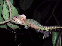 Basiliscus galeritus
