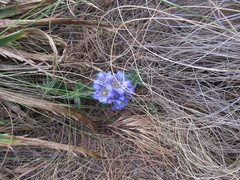 Gentiana spathacea