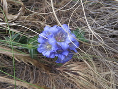 Gentiana spathacea
