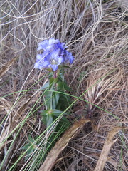 Gentiana spathacea
