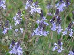 Veronica austriaca jacquinii
