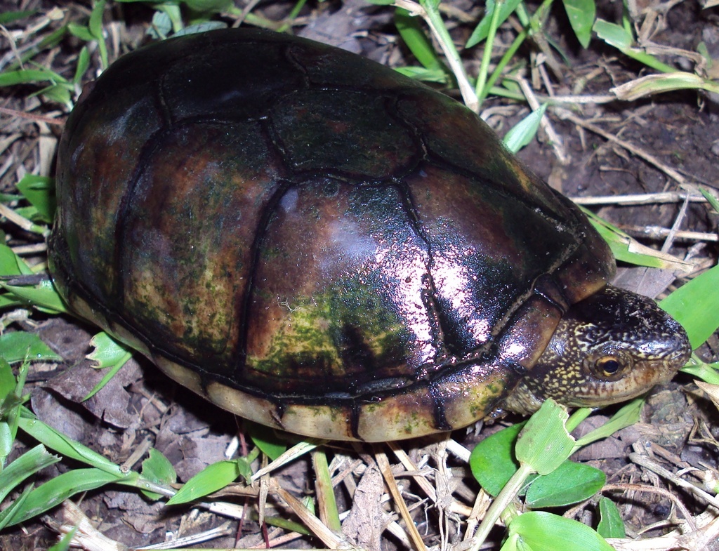 Tortuga de Labios Blancos Sudamericana (Vertebrados con Caparazón ...