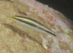 Cutribbon Wrasse photo 3