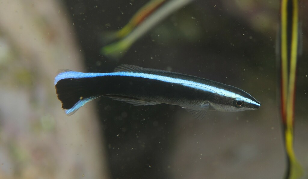 Streak Fish Bluestreak Cleaner Wrasse (Field guide to the marine species of the SS ...