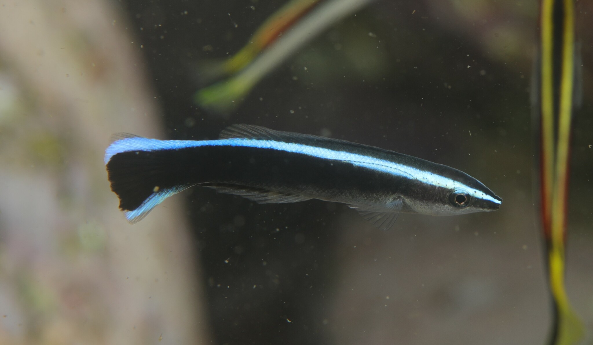 Bluestreak cleaner wrasse - Wikipedia