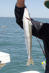 Sillaginodes punctatus