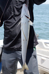 Sillaginodes punctatus