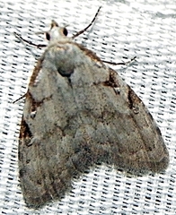 Nola triquetrana