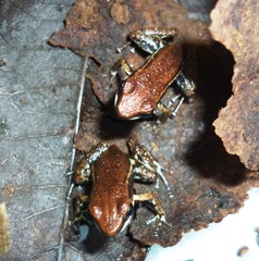 Epipedobates boulengeri