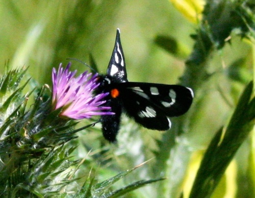 Mariposa Forester photo 2