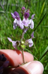 Stachys rigida quercetorum