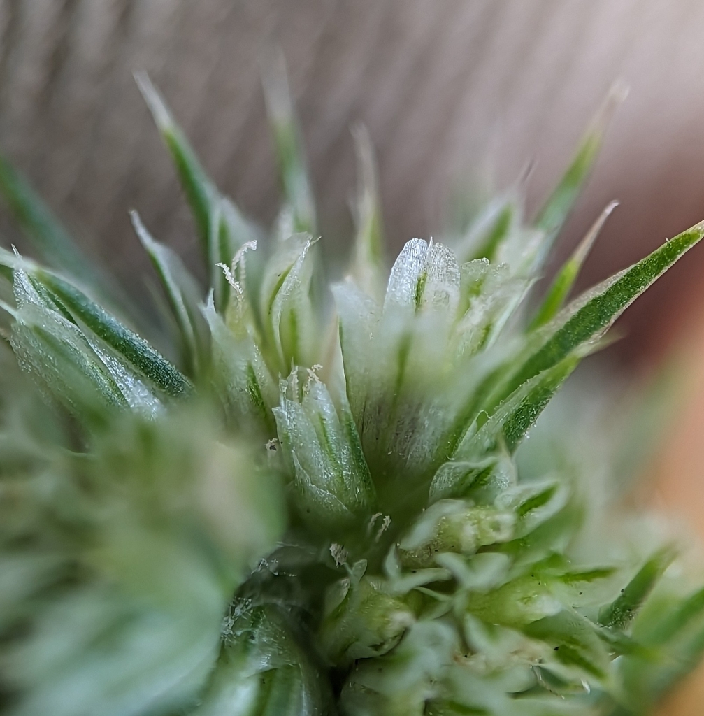 Pigweed / Rough Pigweed — research-grade photo via iNaturalist