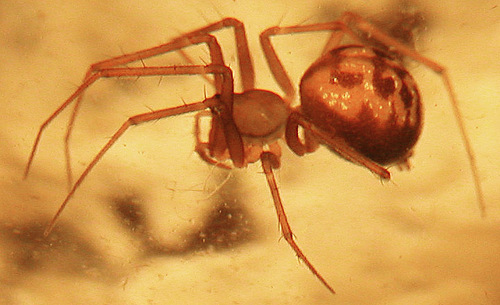 Lepthyphantes furcillifer