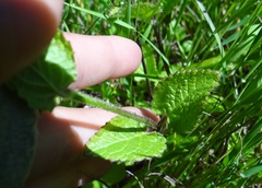 Stachys rigida quercetorum