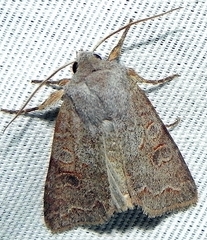 Orthosia revicta