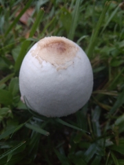 Chlorophyllum molybdites image