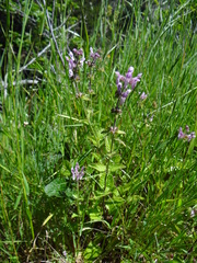 Stachys rigida quercetorum