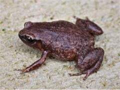 Robust Frog photo 2