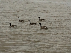 Branta canadensis