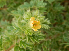 Kallstroemia hirsutissima