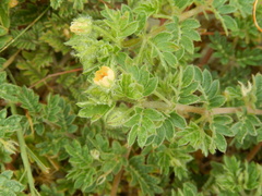 Kallstroemia hirsutissima